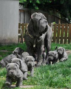 a large gray dog standing on top of a pile of puppies in the grass