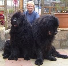 two large black dogs sitting next to each other