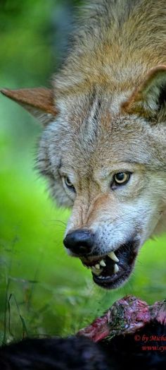 a wolf eating a carcass on the ground with it's mouth open