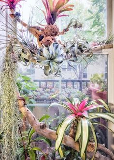 an assortment of plants hanging from a window sill