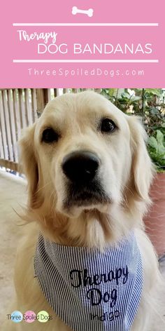 a dog wearing a bandana with the words happy dog bandanas written on it