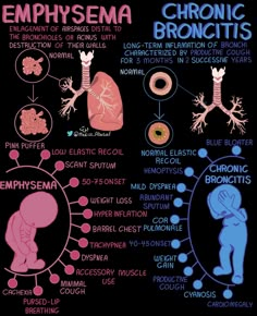 the anatomy of an emphosema bronchitiss and its major functions