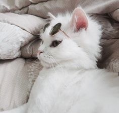 a white cat wearing sunglasses laying on top of a bed next to a comforter