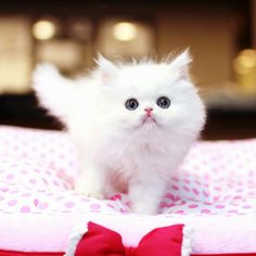 a small white kitten sitting on top of a pink blanket with a red bow tie