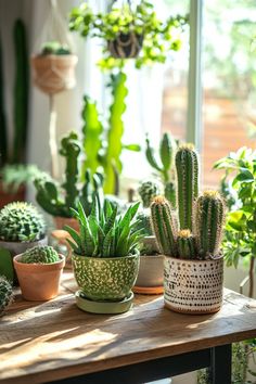 several potted plants are sitting on a table