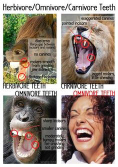 four different types of animals with their mouths open and teeth missing, including an orangi