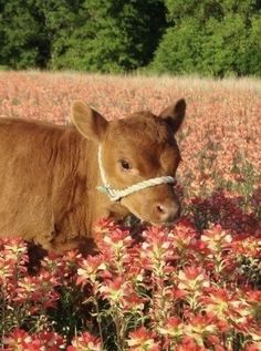 Cows Dressed Up, I Love Cows, Fluffy Cows, Baby Cows, Pretty Animals, Cute Cows, Cute Animal Photos, Little Animals