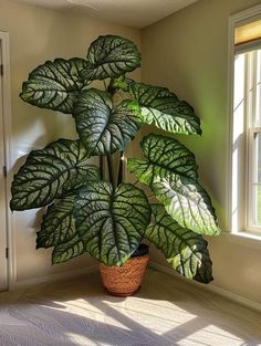 a potted plant sitting on top of a wooden floor next to a window in a room