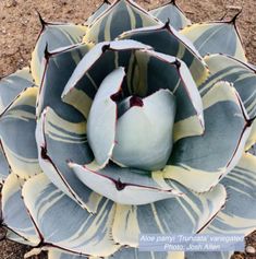 a large flower that is sitting in the dirt