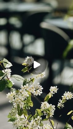 white flowers and green leaves are in the foreground, with black chairs in the background