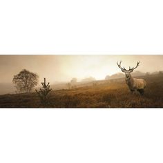 a deer standing on top of a grass covered field