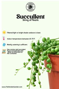 a potted plant with some green plants in it and the words succulent string of pearls