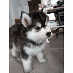 a husky puppy standing on top of a bed