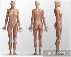 the human body is shown in three different views