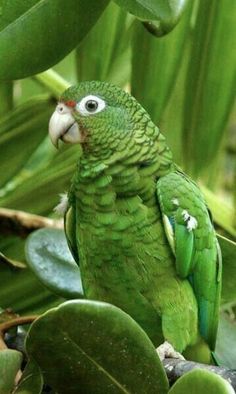 a green parrot sitting on top of a tree branch