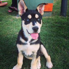 a black and white dog sitting in the grass with its tongue hanging out looking at the camera