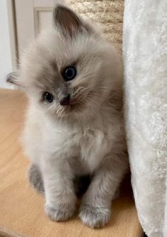 a small kitten sitting on top of a wooden table next to a white rug and door