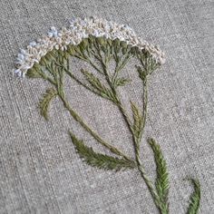 a close up of a flower on a piece of cloth