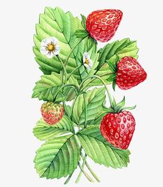 an illustration of strawberries with leaves and flowers