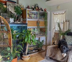 a living room filled with lots of plants next to a cat sleeping on top of a couch