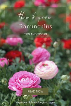 pink and red flowers with the words how to grow ranuncus tips and tricks