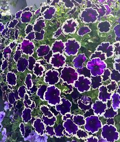 purple and white petunias are growing in the planter, along with other flowers