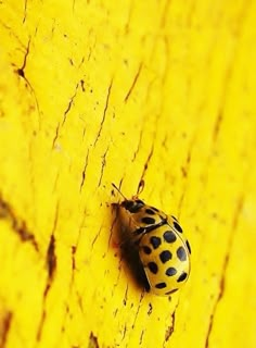 a black and yellow bug sitting on the side of a yellow painted wall with spots