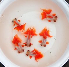 five goldfish in a white bowl with water