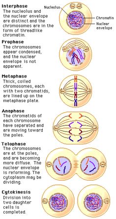 the structure of an eye and how it is used to see what's inside