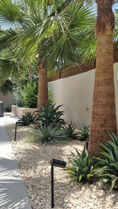 a palm tree in the middle of a garden