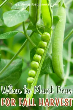 peas growing on a plant with the words when to plant peas for fall harvest