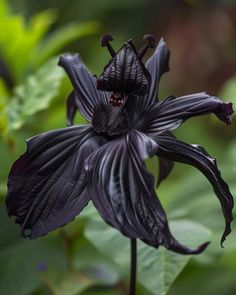 a close up of a black flower with green leaves in the background and an insect on it's back end