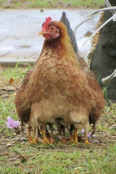 two chickens standing next to each other on the ground