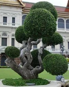 a bonsai tree in front of a building