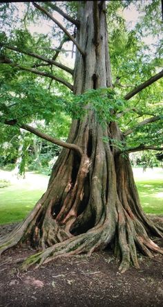 an old tree with very large roots in the park