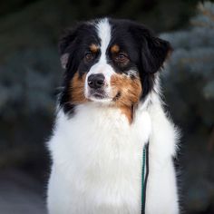 a close up of a dog on a leash