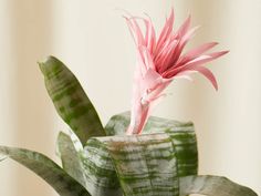 a pink flower sitting on top of a green plant