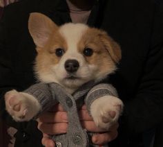 a person holding a small dog wearing a sweater and mittens with his paws on it