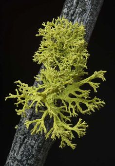 a tree branch with yellow moss growing on it