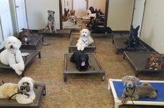 a group of dogs sitting on cots in a room