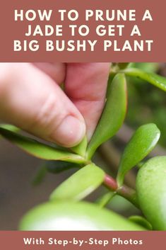 a hand is picking leaves from a plant with the words how to prune a jade to get a big bushy plant