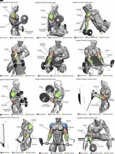 the muscles and their functions are shown in this diagram, which shows how they work