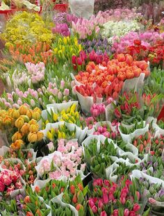 many different colored tulips on display for sale