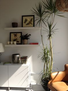 a living room filled with furniture and a tall plant on top of a white shelf