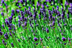 purple flowers are growing in the green grass