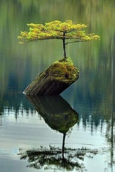 a bonsai tree growing on top of a rock in the middle of a lake