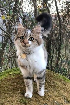 a cat standing on top of a moss covered hill