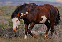 a brown and white horse is walking through the grass