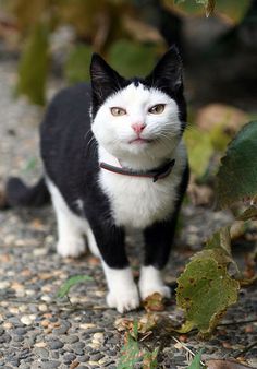 a black and white cat is standing on gravel