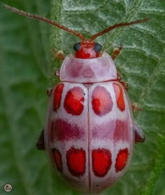 a close up of a red and white bug on a green leaf with leaves in the background